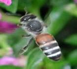 TNAU Agritech Portal :: Sustainable Agriculture