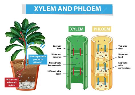 Xylem And Phloem Plant Tissue Sem By Steve Gschmeissner