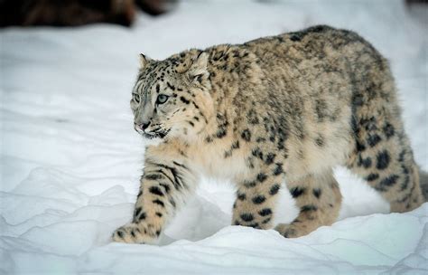 7 of Russia’s most beautiful animals (PHOTOS) - Russia Beyond
