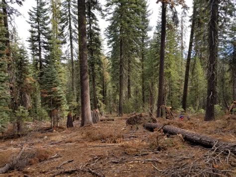 Post-treatment forest | FWS.gov