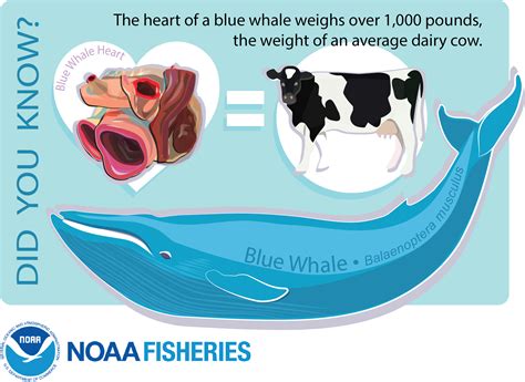 big hearted blue whale