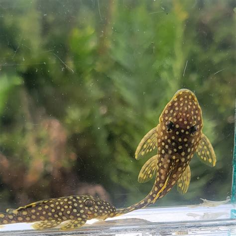 L18 Gold Nugget Pleco - Baryancistrus xanthellus - Buy Live Fish online ...