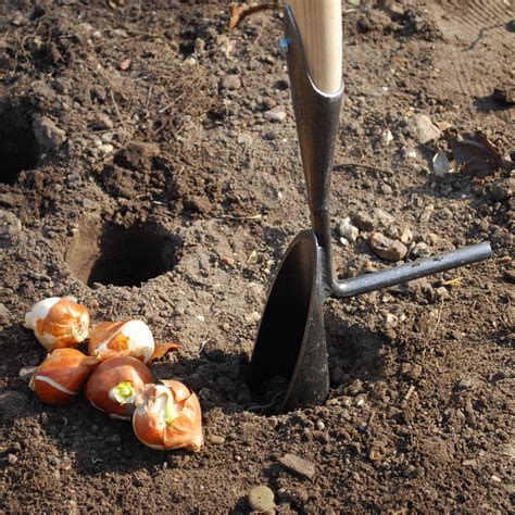 Image result for Using a Bulb Planter