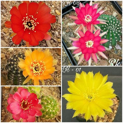 Cactus Lobivia Set of 5 Colors Lobivia Cactus Plants : Amazon.in ...