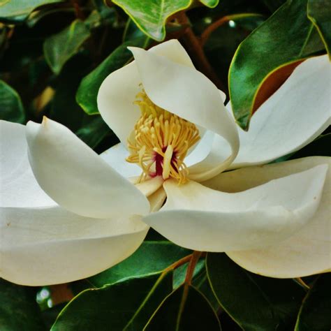 Louisiana State Flower Magnolia Facts | Best Flower Site