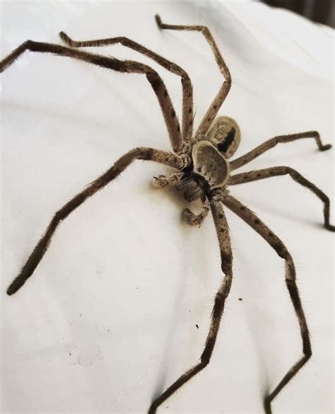 Get To Know The Huntsman Spider | Wildest