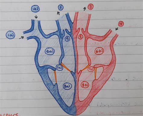 Heart Structure Tutorial 的图像结果