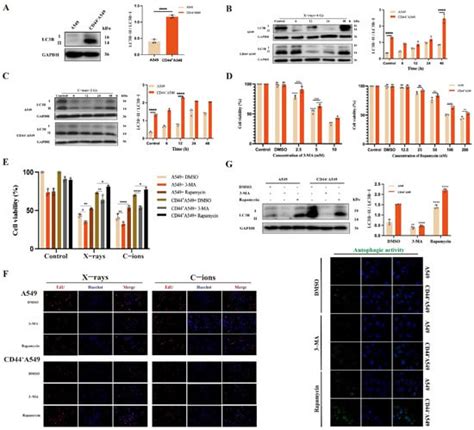 TGM2-Mediated Autophagy Contributes to the Radio-Resistance of Non ...