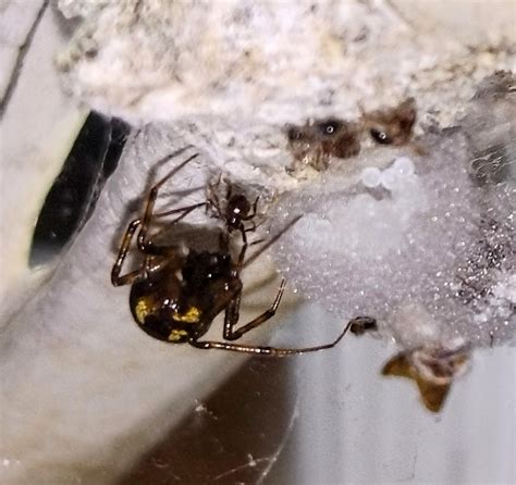 Just wanted to share some photos of my steatoda triangulosa ...