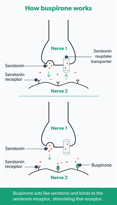 How Does Buspirone Treat Sexual Dysfunction Clearance | vivatumusica.com