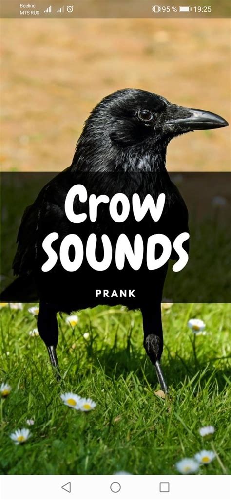 Descargar Crow Sounds and Wallpapers APK Última Versión 1.0.0 para Android