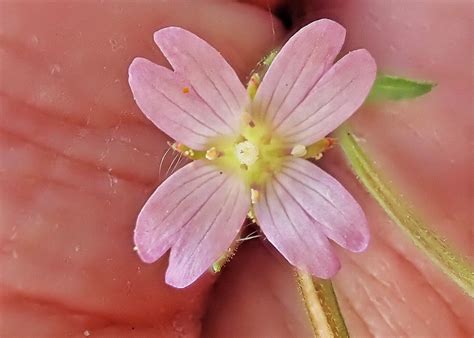 Epilobium ciliatum (Fringed Willowherb) – 10,000 Things of the Pacific Northwest