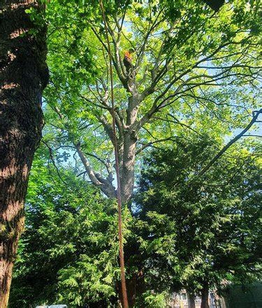 Image result for Commando Tree