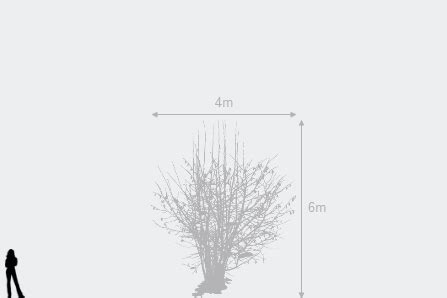 Buy cabbage tree Cordyline australis: Delivery by Waitrose Garden