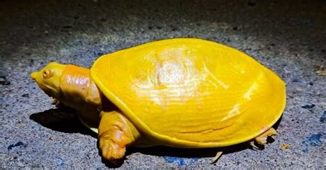 A Never-Seen-Before Yellow Turtle In Odisha Has Been Rescued & Has ...