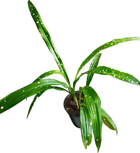 Siam Garden Aspidistra plant without Pot : Amazon.in: Garden & Outdoors
