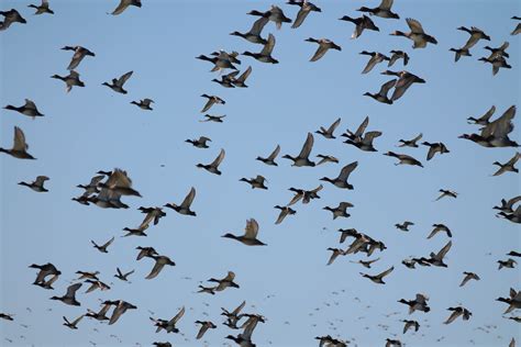 Bird Migration Archives - Wild About Utah