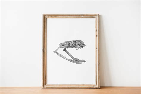 Image result for Python Skull