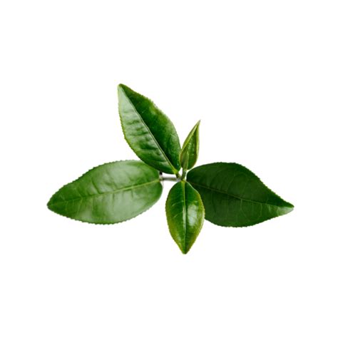 DAMAK - SKIN CARE PRODUCTS