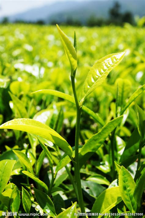 茶王树茶叶图片南糯山茶王树2022已更新今日动态