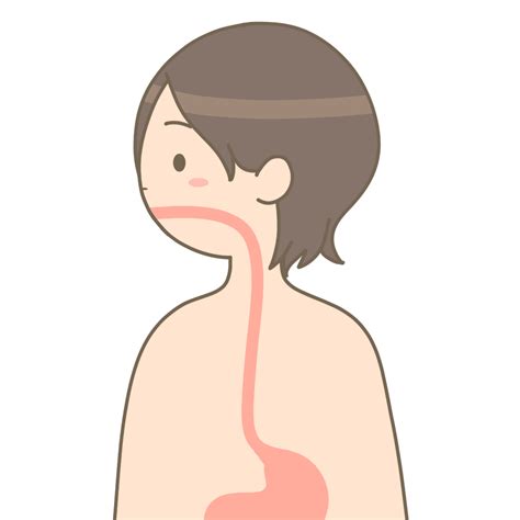 食道のかわいいイラスト🎨【フリー素材】｜看護roo![カンゴルー]