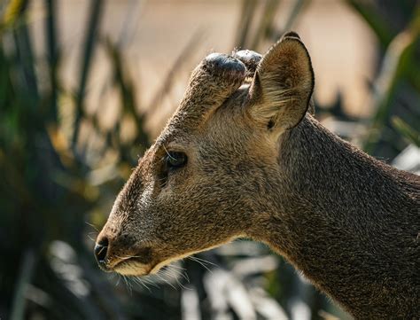 +Marathi Java Javi 的图像结果