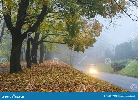 旧公园迷雾之夜 库存照片. 图片 包括有 èƒ¡å œ, å†·, æ­¥è¡œè€…, è‡ªç„¶ - 160517292