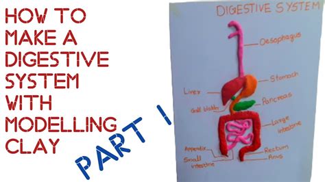 Image result for Digestive System Using Clay