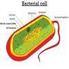 difference between bacteria cell and animal cell - Brainly.in