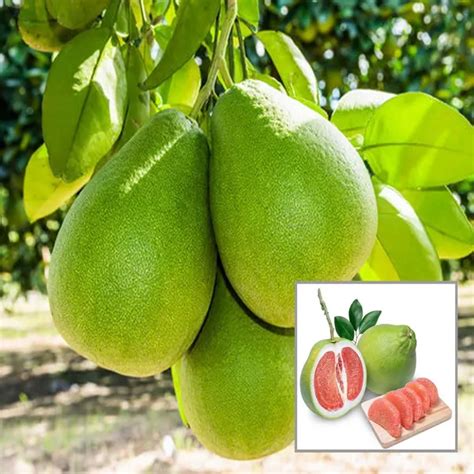 Ixora Farming Seedless Pomelo Grapefruit Jambura Gaint Chakotra Batabi ...