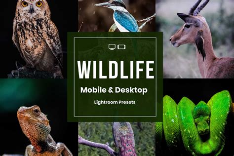 Wildlife Lightroom Presets – MasterBundles