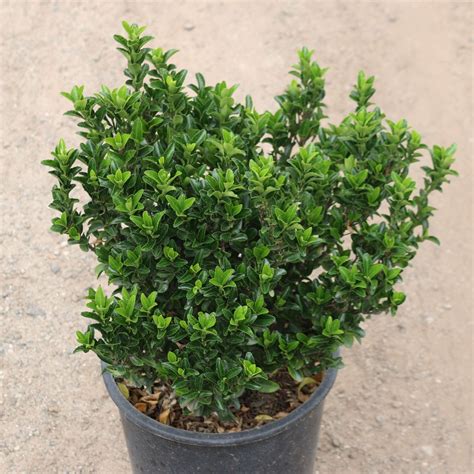 Green Spire Euonymus | Plants Express