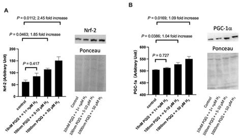 Alpha Hope, via Molecular Hydrogen and Pyrroloquinoline Quinone, Dose ...