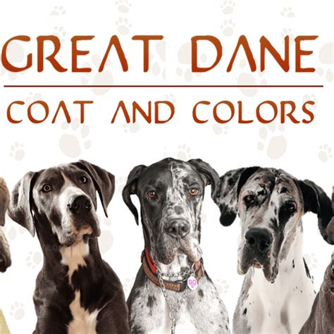 Are Merle Great Danes Healthy