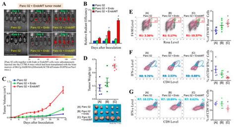 Octyl Gallate Induces Pancreatic Ductal Adenocarcinoma Cell Apoptosis ...