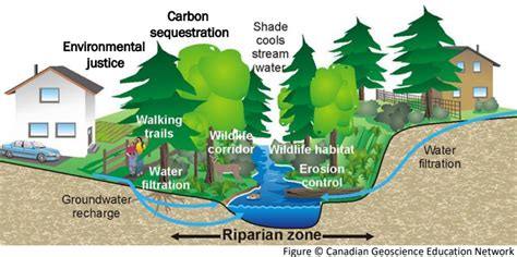 Benefits of Healthy Streams | Albemarle County, VA