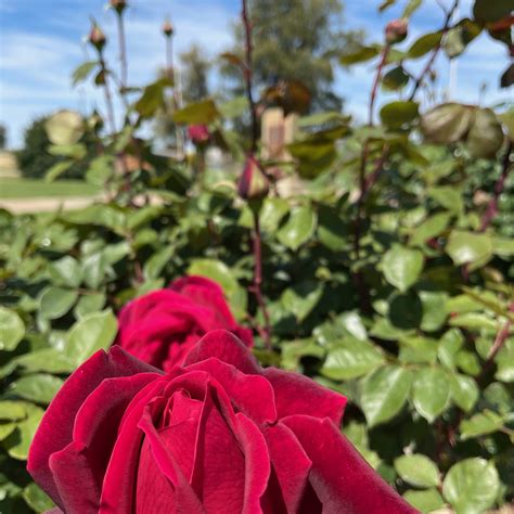KERANG CENOTAPH (2025) All You Need to Know BEFORE You Go (with Photos ...
