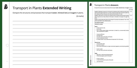 Transport in Plants: Extended Writing | GCSE Science | Beyond