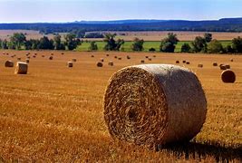 Image result for hay