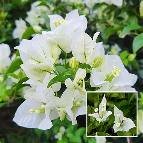 HAPING White Colour Bougainvillea Kagoj Ful Shrubs Flower Live Plant (1 ...