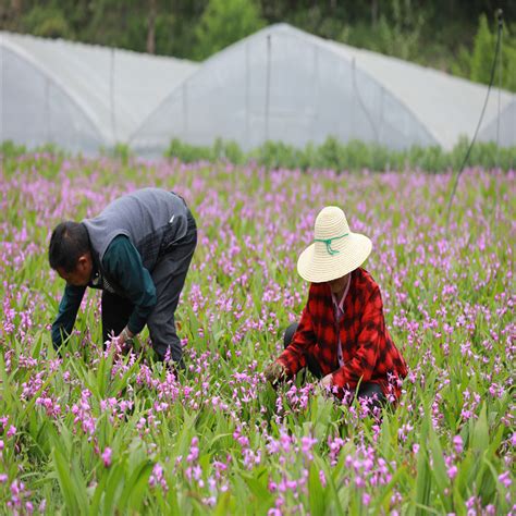 白芨的种植前景怎么样？2020年鲜白芨价格-行情分析-中国花木网