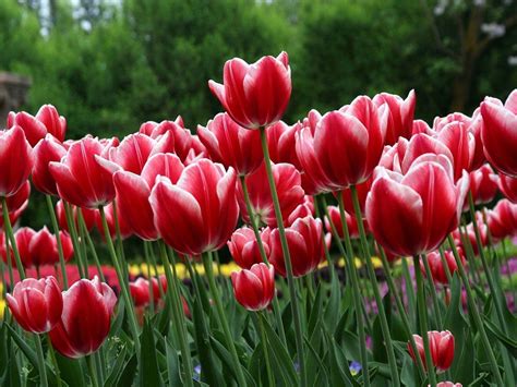 Image result for Spring Flower Nail Tutorials