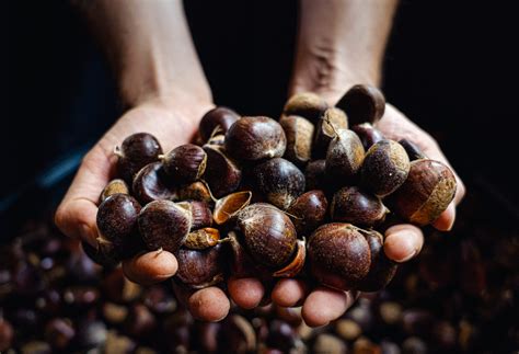 Image result for Dunstan Chestnut Tree Problems