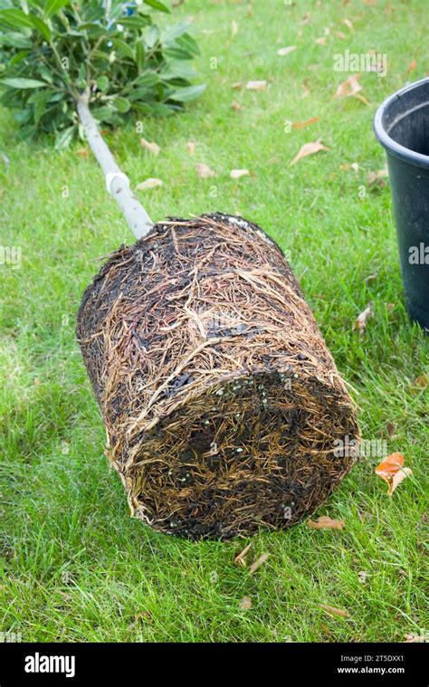 Image result for Planting a Root Bound Tree