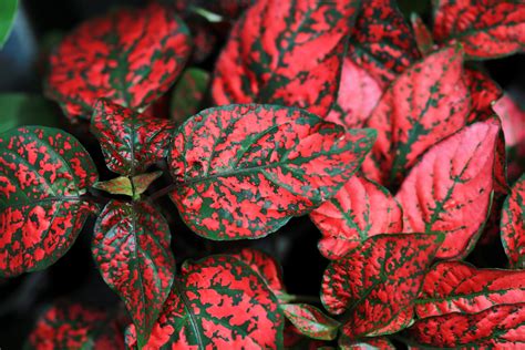 10 Dwarf RED POLKA DOT PLANT Splash Select Hypoestes Phyllostachya ...
