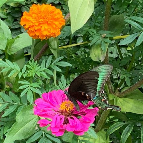 BUTTER FLY PARK (2026) All You Need to Know BEFORE You Go (with Photos ...