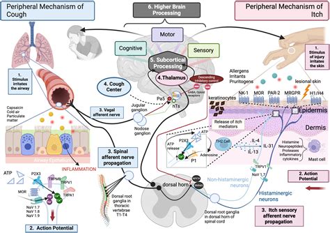 Cough and itch: Common mechanisms of irritation in the throat and skin - Journal of Allergy and ...