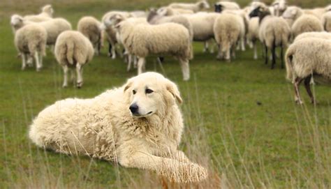 7 Livestock Guardian Dog Breeds For Hot Climates That Thrive Under The ...