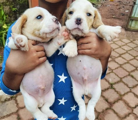 Beagle Puppy For Sale At Ahmedabad – Dog Breeder Ahmedabad