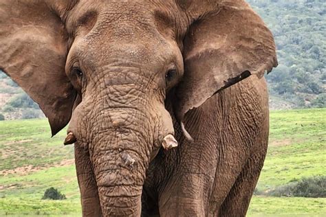 GAME DRIVES (2026) All You Need to Know BEFORE You Go (with Photos ...